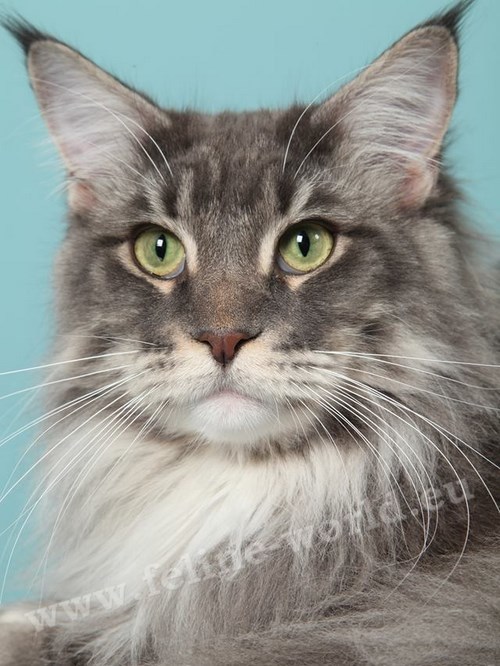 maine_coon_4 (Race)